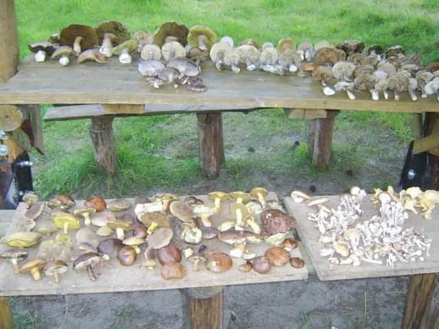 Gdzie na grzyby z noclegiem? Najlepsze miejsca w Polsce na grzybobranie.