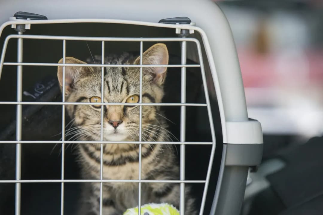 Jak przewieźć kota samochodem bez stresu i z zachowaniem bezpieczeństwa